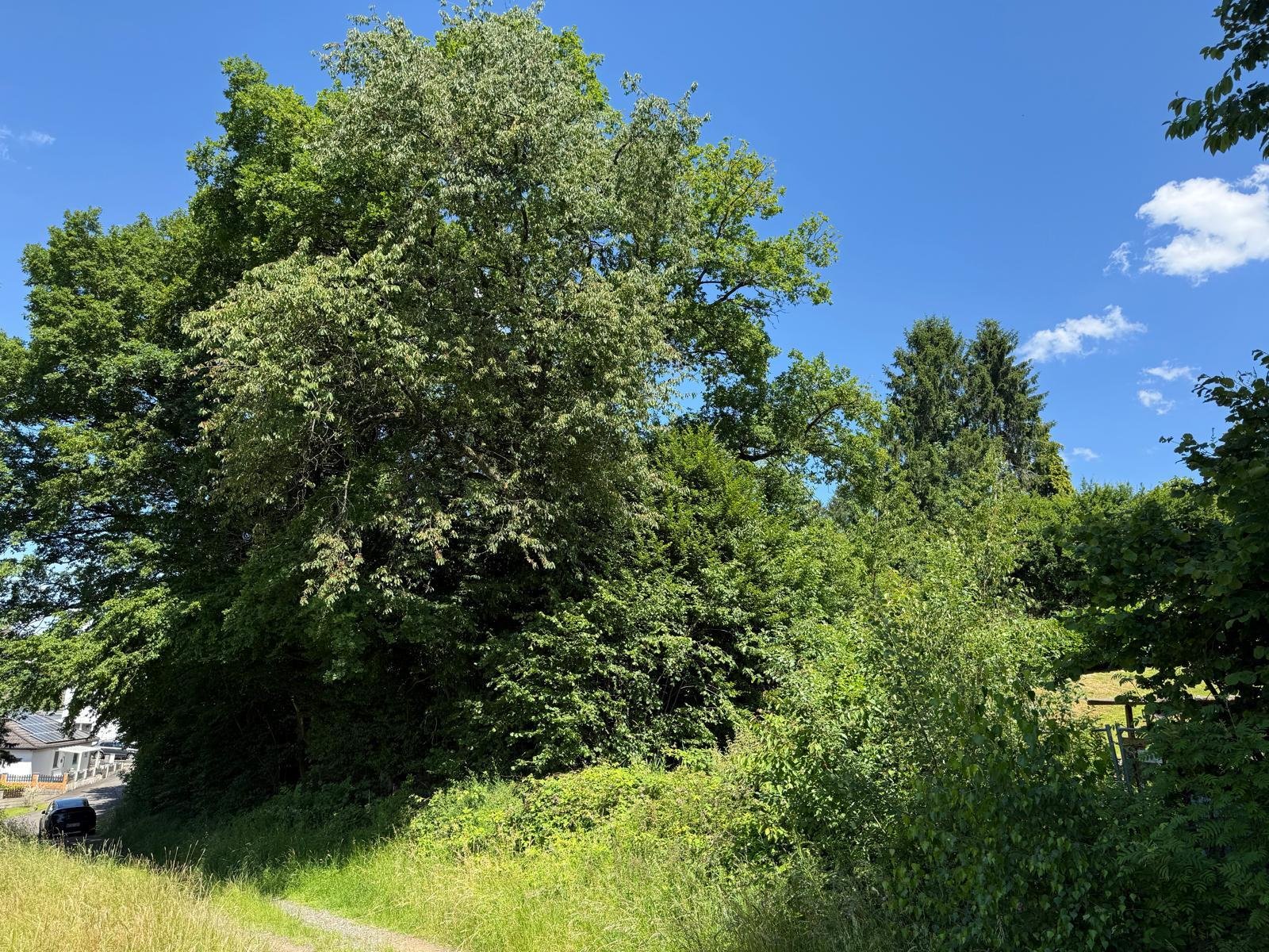 Tolle Aussichtslage mit unverbaubarem Weitblick! Wohnen und arbeiten unter einem Dach!